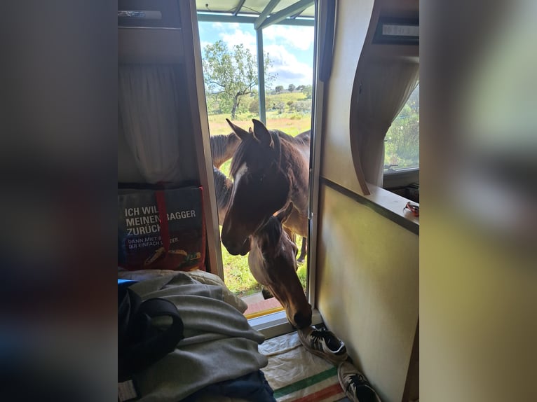 Koń pełnej krwi angielskiej Klacz 9 lat 164 cm Gniada in Valverde Del Fresno