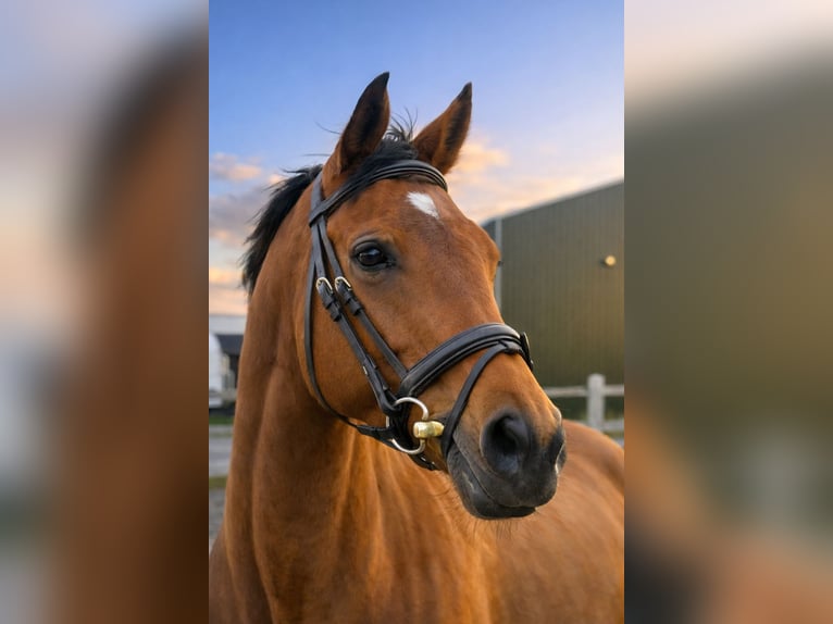 Koń pełnej krwi angielskiej Klacz 9 lat 165 cm Gniada in Sint Maarten