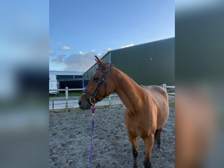 Koń pełnej krwi angielskiej Klacz 9 lat 165 cm Gniada in Sint Maarten