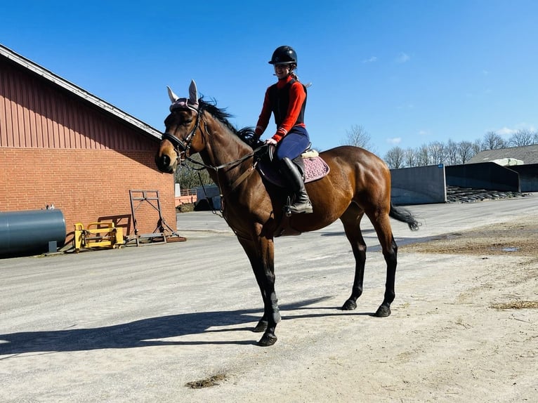 Koń pełnej krwi angielskiej Klacz 9 lat 165 cm Gniada in Nieuwediep