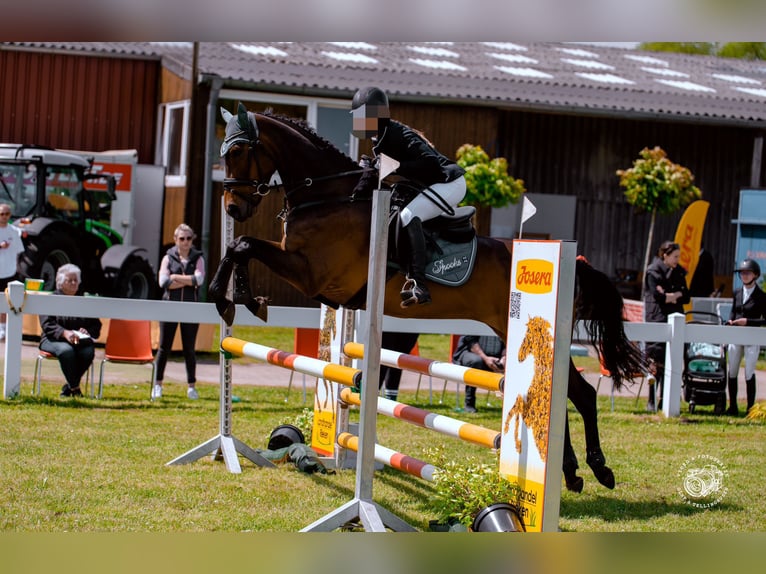 Koń pełnej krwi angielskiej Klacz 9 lat 167 cm Gniada in Heidelberg