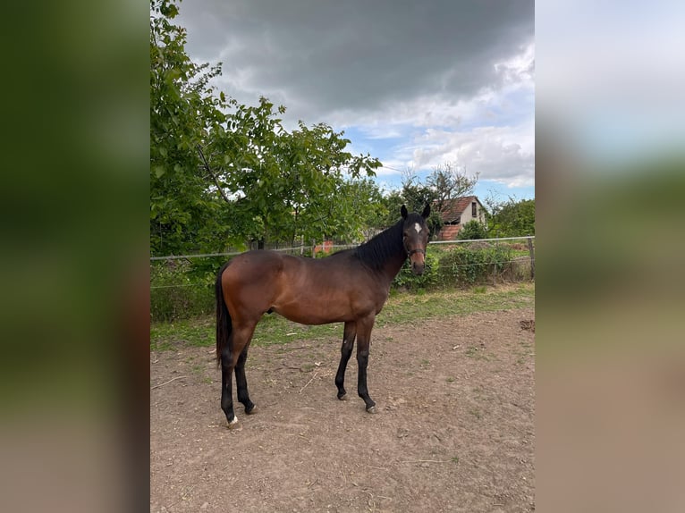 Koń pełnej krwi angielskiej Ogier 1 Rok 147 cm Gniada in Nagyk&#x151;r&#xF6;s