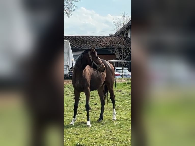 Koń pełnej krwi angielskiej Ogier 2 lat 167 cm Gniada in GriesstättGriesstätt