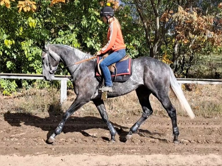 Koń pełnej krwi angielskiej Ogier 3 lat 166 cm Siwa in Dunakeszi Koń pełnej krwi angielskiej Ogier 3 lat 166 cm Siwa in Dunakeszi