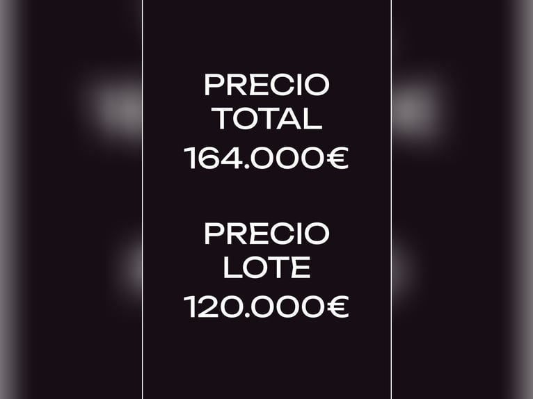 Koń pełnej krwi angielskiej Ogier 6 lat in MadridMadrid