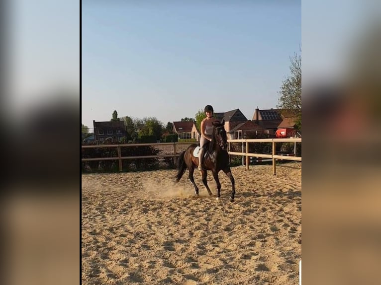 Koń pełnej krwi angielskiej Ogier Skarogniada in Meerdonk