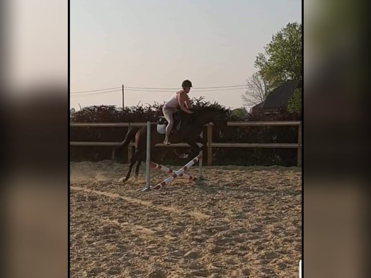 Koń pełnej krwi angielskiej Ogier Skarogniada in Meerdonk