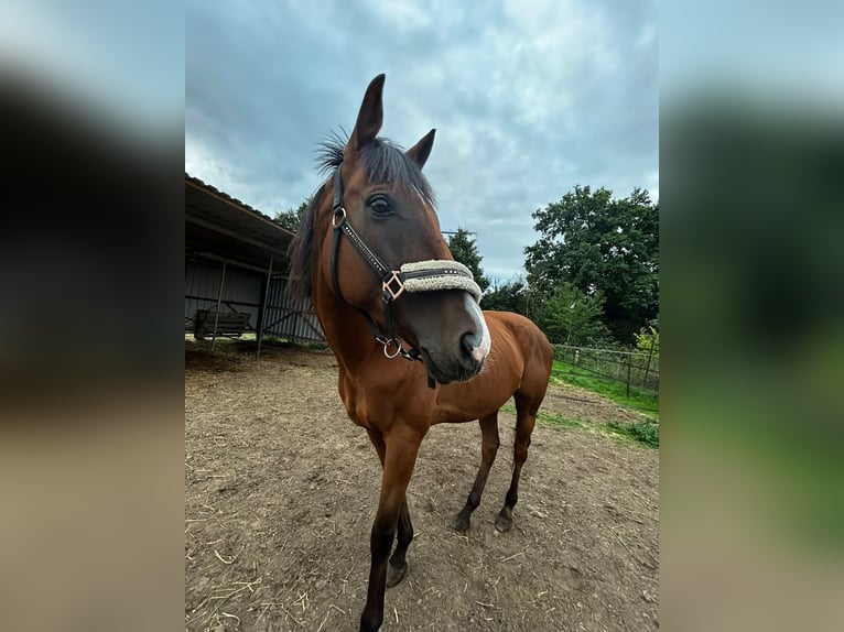 Koń pełnej krwi angielskiej Wałach 10 lat 162 cm Gniada in Grathemgrathem