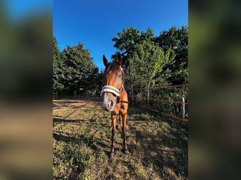 Koń pełnej krwi angielskiej Wałach 10 lat 162 cm Gniada in Grathemgrathem