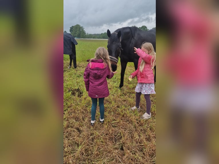 Koń pełnej krwi angielskiej Wałach 10 lat 163 cm Gniada in Steinhagen