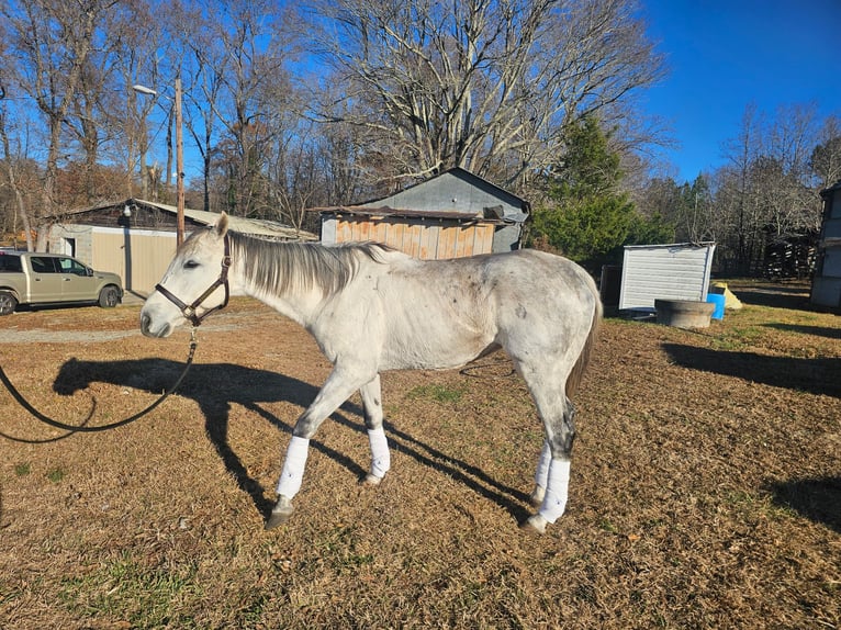 Koń pełnej krwi angielskiej Wałach 10 lat 163 cm Siwa in High point, NC