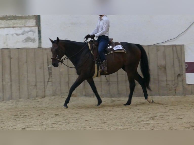 Koń pełnej krwi angielskiej Wałach 10 lat 165 cm Gniada in Orfgen