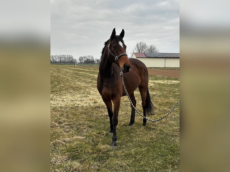 Koń pełnej krwi angielskiej Wałach 10 lat 165 cm Gniada in Trebur