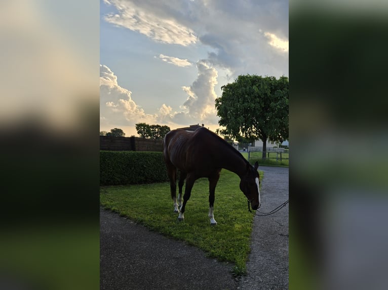 Koń pełnej krwi angielskiej Wałach 10 lat 170 cm Gniada in Cazzago San Martino