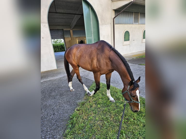 Koń pełnej krwi angielskiej Wałach 10 lat 170 cm Gniada in Cazzago San Martino