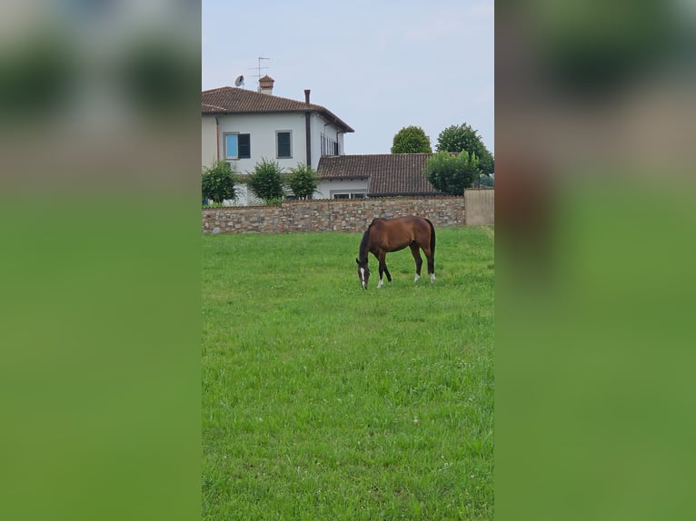 Koń pełnej krwi angielskiej Wałach 10 lat 170 cm Gniada in Cazzago San Martino