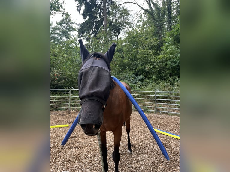 Koń pełnej krwi angielskiej Wałach 10 lat 170 cm Gniada in Sulingen