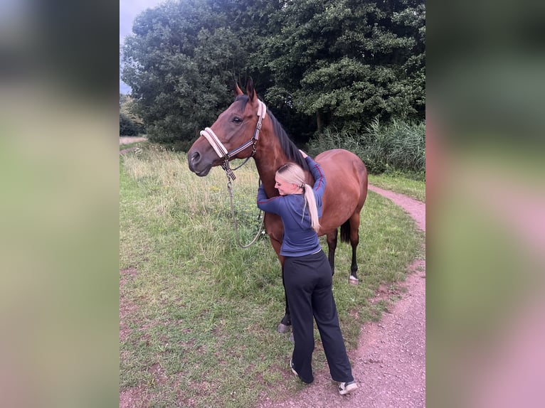 Koń pełnej krwi angielskiej Wałach 10 lat 170 cm Gniada in Sulingen