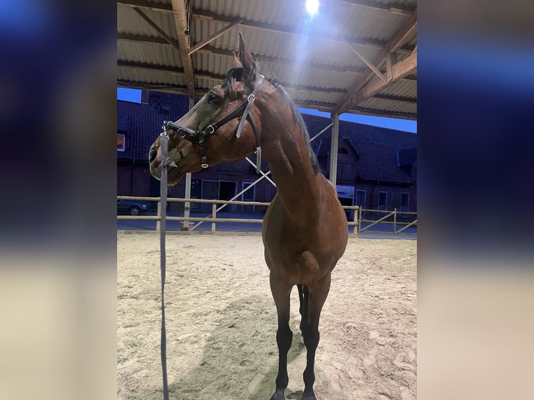 Koń pełnej krwi angielskiej Wałach 10 lat 170 cm Gniada in Sulingen