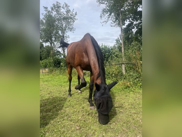 Koń pełnej krwi angielskiej Wałach 10 lat 170 cm Gniada in Sulingen