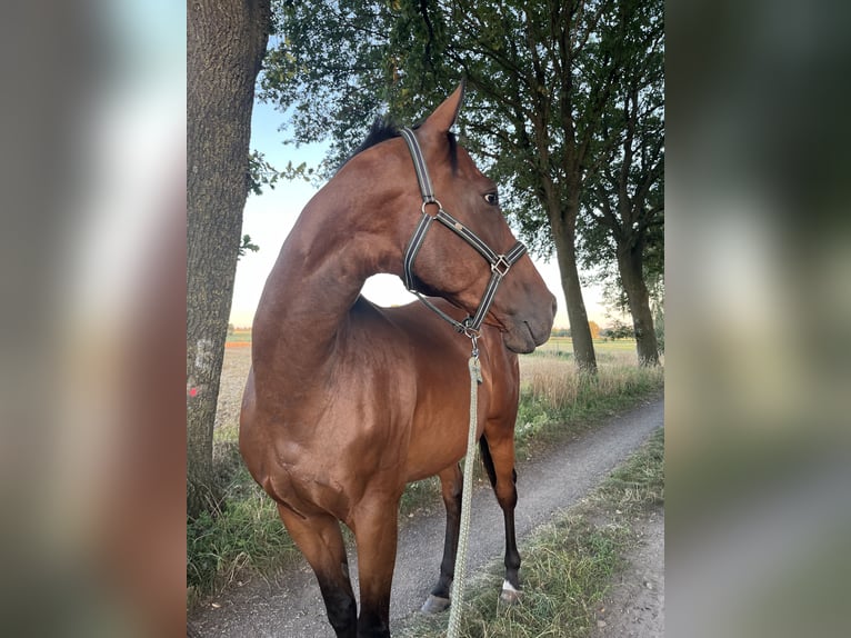Koń pełnej krwi angielskiej Wałach 10 lat 170 cm Gniada in Sulingen