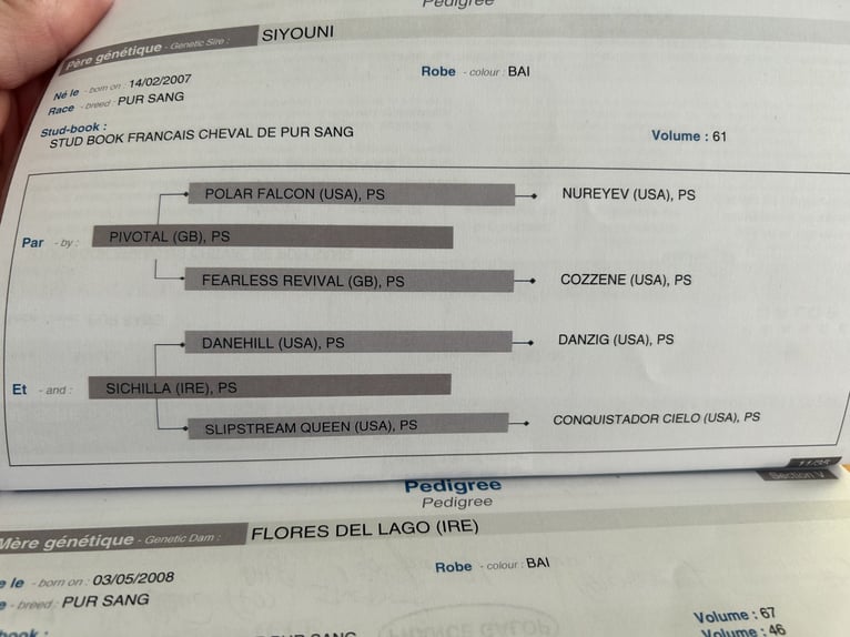 Koń pełnej krwi angielskiej Wałach 11 lat 160 cm Kasztanowata in Reinsfeld