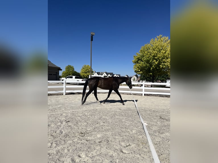 Koń pełnej krwi angielskiej Wałach 11 lat 172 cm Ciemnogniada in Mapleton, UT
