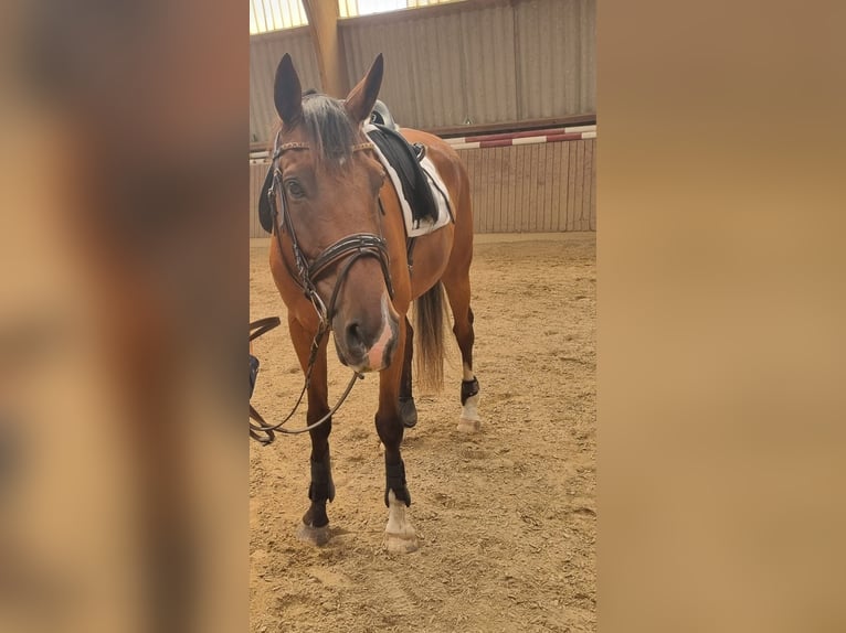 Koń pełnej krwi angielskiej Wałach 11 lat 172 cm Gniada in Nidda