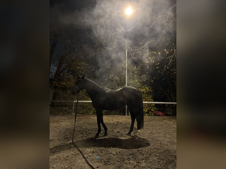 Koń pełnej krwi angielskiej Wałach 12 lat 160 cm Ciemnogniada in Lindach