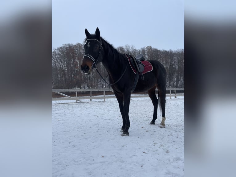 Koń pełnej krwi angielskiej Wałach 12 lat 160 cm Ciemnogniada in Lindach