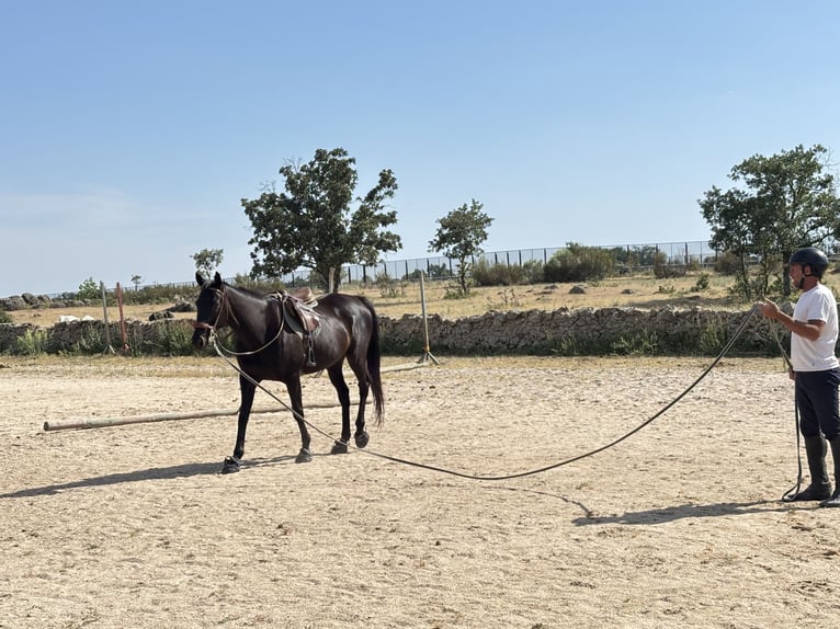 Koń pełnej krwi angielskiej Wałach 12 lat 164 cm Kara in Madrid
