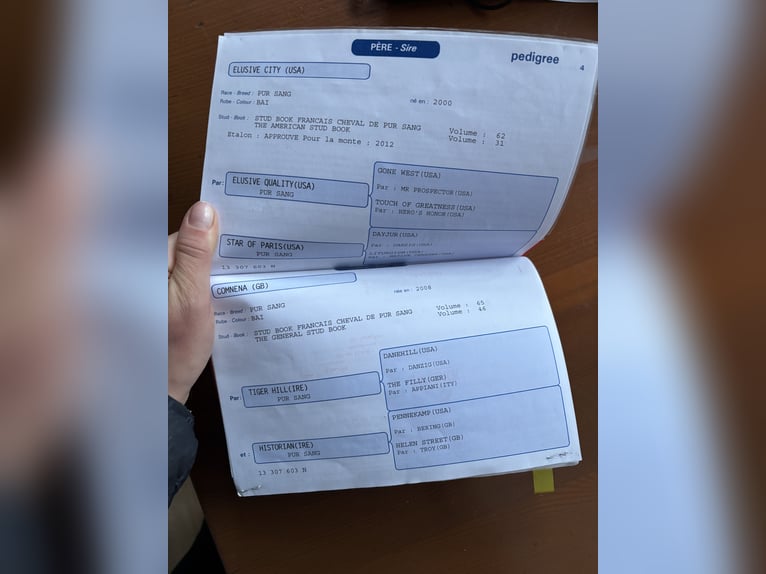 Koń pełnej krwi angielskiej Wałach 12 lat 167 cm Ciemnogniada in Oberaula