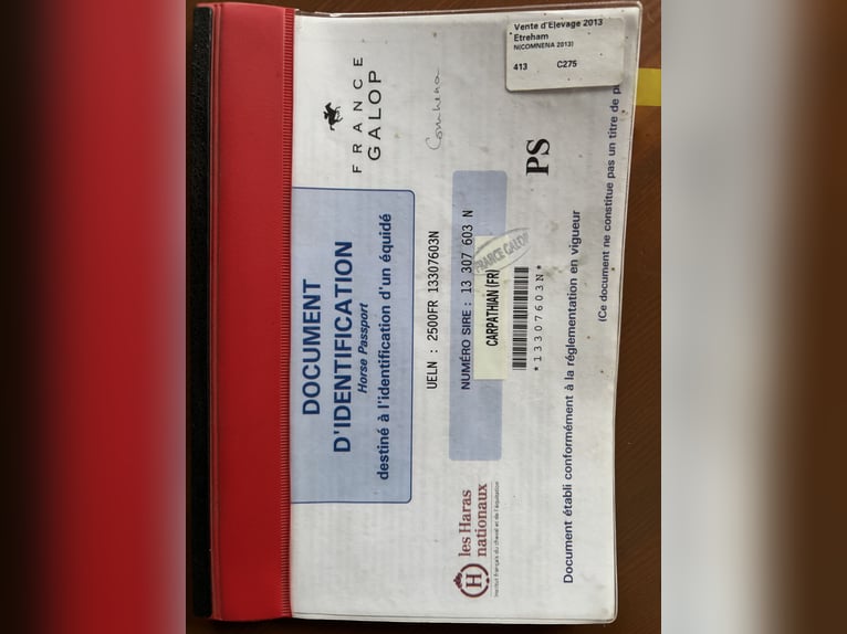 Koń pełnej krwi angielskiej Wałach 12 lat 167 cm Ciemnogniada in Oberaula