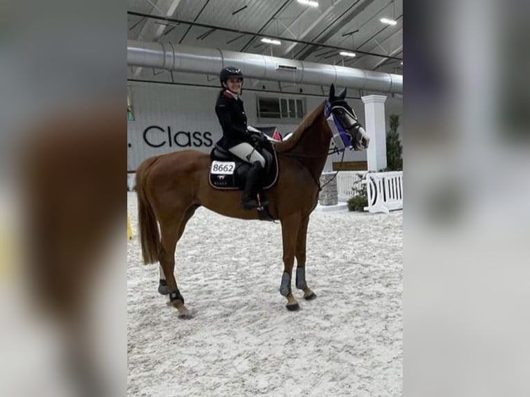 Koń pełnej krwi angielskiej Wałach 12 lat 168 cm Ciemnokasztanowata in Fort Lauderdale