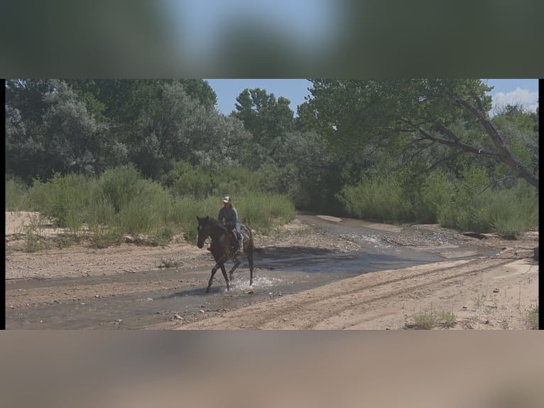 Koń pełnej krwi angielskiej Wałach 12 lat 178 cm Gniada in Santa Fe, NM
