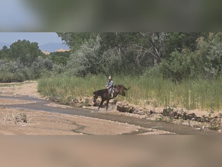 Koń pełnej krwi angielskiej Wałach 12 lat 178 cm Gniada in Santa Fe, NM