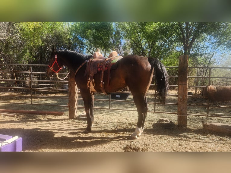 Koń pełnej krwi angielskiej Wałach 12 lat 178 cm Gniada in Santa Fe, NM