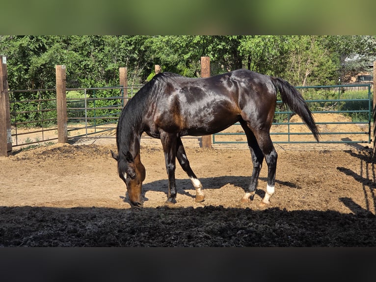 Koń pełnej krwi angielskiej Wałach 12 lat 178 cm Gniada in Santa Fe, NM