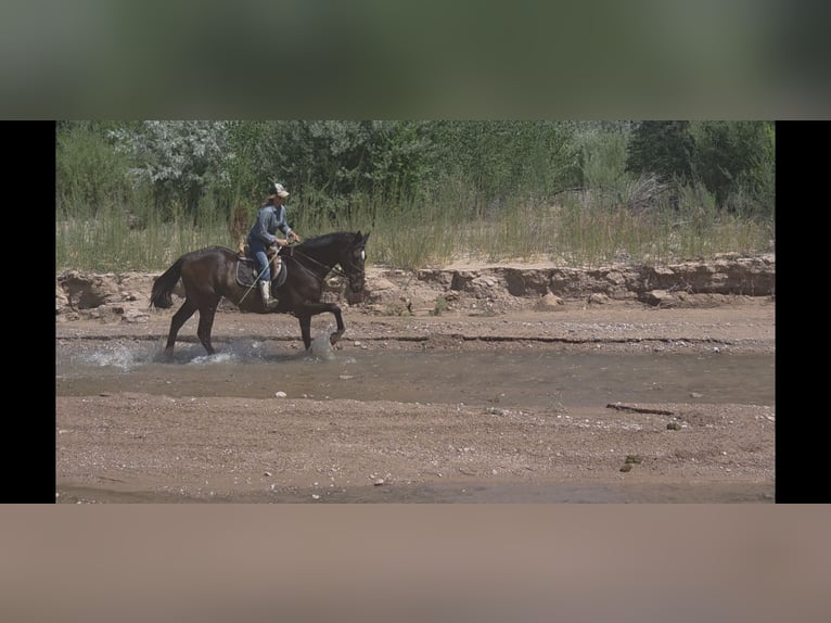 Koń pełnej krwi angielskiej Wałach 12 lat 178 cm Gniada in Santa Fe, NM