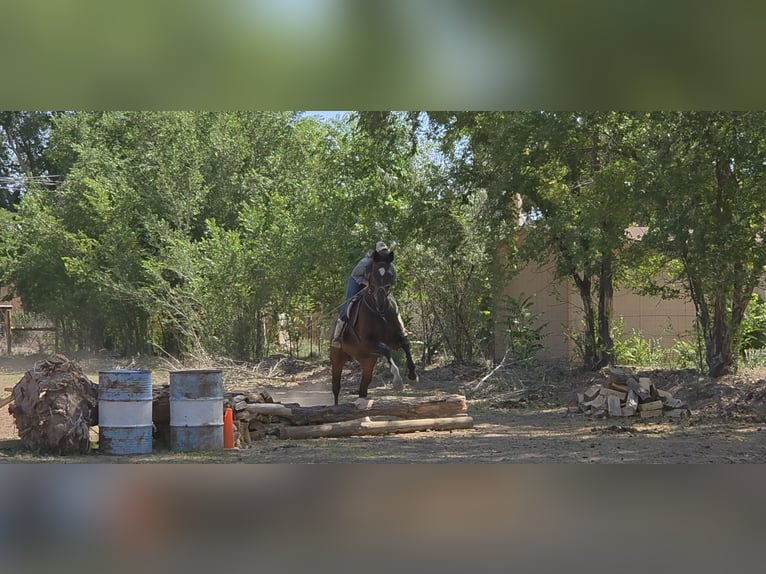Koń pełnej krwi angielskiej Wałach 12 lat 178 cm Gniada in Santa Fe, NM