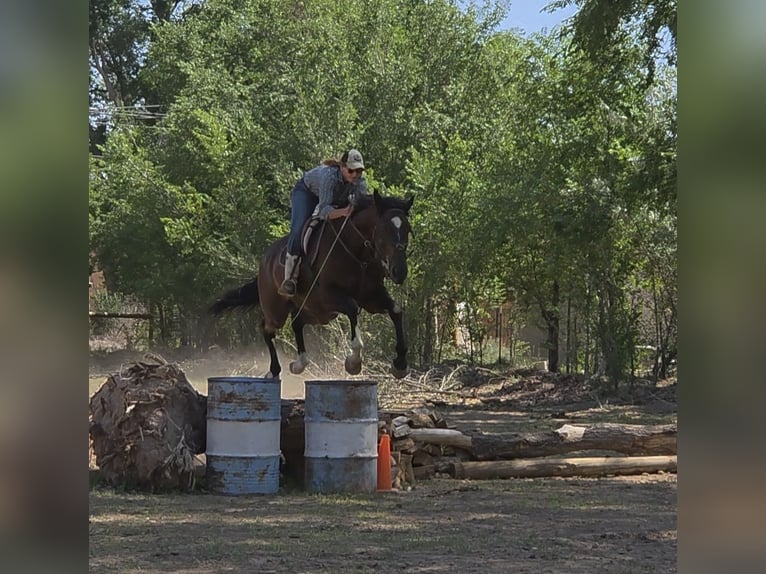 Koń pełnej krwi angielskiej Wałach 12 lat 178 cm Gniada in Santa Fe, NM