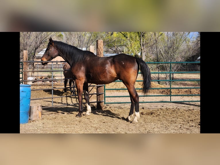 Koń pełnej krwi angielskiej Wałach 12 lat 178 cm Gniada in Santa Fe, NM