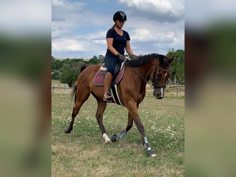 Koń pełnej krwi angielskiej Wałach 12 lat 63 cm Gniada in Faulquemont