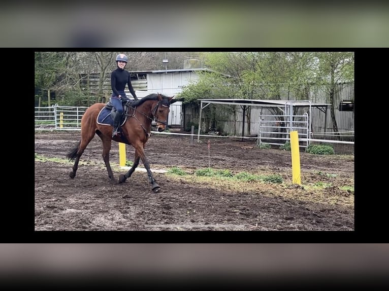 Koń pełnej krwi angielskiej Wałach 13 lat 164 cm Gniada in Samern