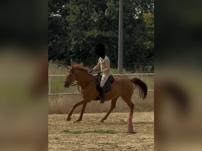 Koń pełnej krwi angielskiej Wałach 13 lat 170 cm Kasztanowata in Bra