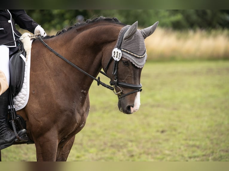 Koń pełnej krwi angielskiej Wałach 14 lat 160 cm Ciemnogniada in Ebersbach-Neugersdorf
