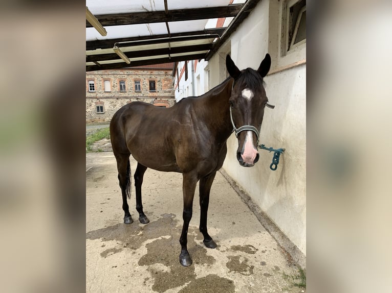 Koń pełnej krwi angielskiej Wałach 14 lat 160 cm Ciemnogniada in Ebersbach-Neugersdorf