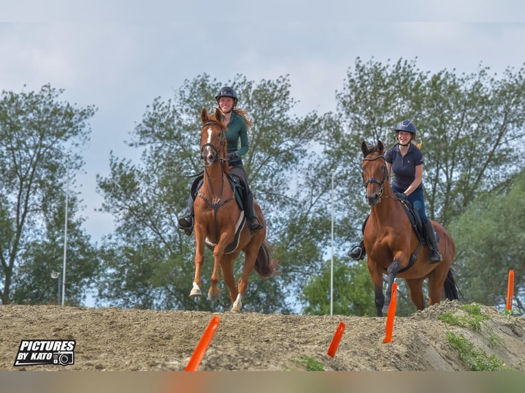 Koń pełnej krwi angielskiej Wałach 14 lat 165 cm Kasztanowata in Ronsele