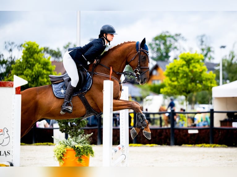 Koń pełnej krwi angielskiej Wałach 14 lat 169 cm Kasztanowata in Ptakowice