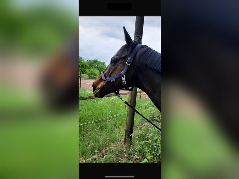 Koń pełnej krwi angielskiej Wałach 15 lat 163 cm Gniada in Bielefeld